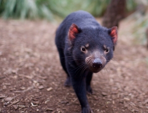 Tasmanian Devils at Bonorong